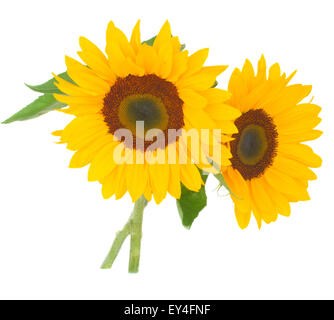 zwei helle Sonnenblumen Stockfoto
