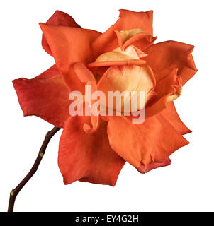 die rote rose isoliert auf weißem Hintergrund Stockfoto