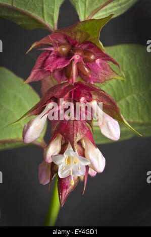 Leycesteria Formosa, Himalayan Honeysuckle, blühende Muskatnuss, Himalaya Muskatnuss oder Fasan Beere in Blüte Stockfoto