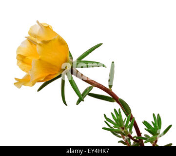 die Blume Portulaca isoliert auf weißem Hintergrund Stockfoto