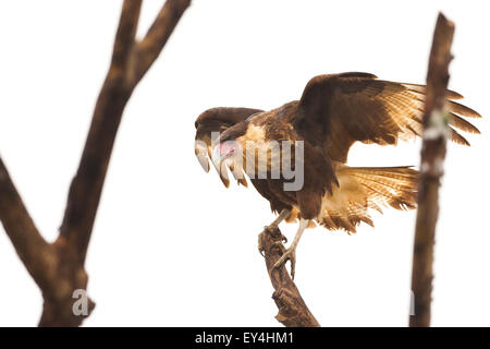 Caracara, Caracara plancus, in einem Baum neben den Feuchtgebieten von Cienaga las Macanas, Herrera Provinz, Republik Panama. Stockfoto