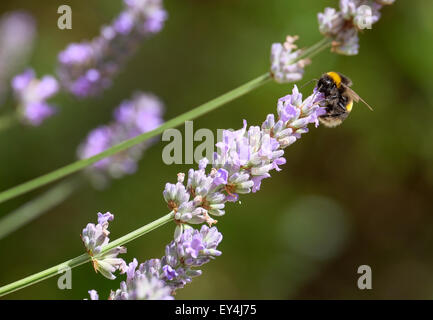 Ein Bumble Bee sammeln Pollen aus einer Lavendel Blume im Vereinigten Königreich Stockfoto