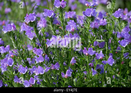 Echium Blue Bedder Blume wächst in einem Garten in England Stockfoto