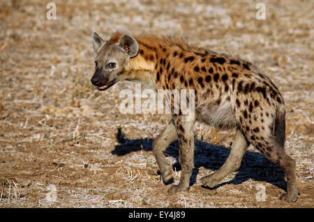 Gefleckte Hyäne, South Luangwa, Sambia Stockfoto