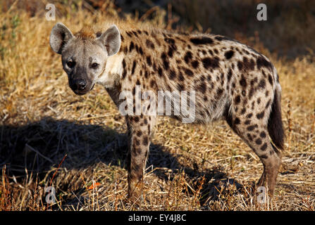 Hyäne in Morninglight, South Luangwa, Sambia Stockfoto