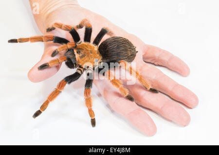 Vogelspinne in Hand Stockfoto