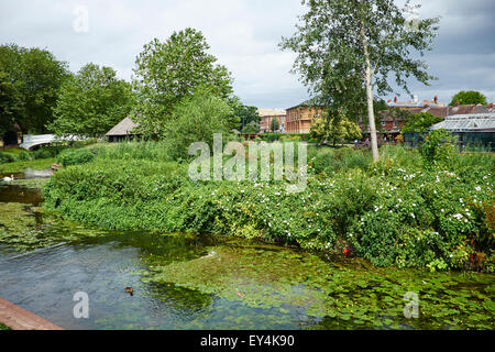 Der Fluss Sau durch Victoria Park Stafford Staffordshire UK Stockfoto