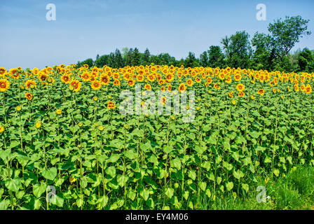 Juli 2015, Feld von Sonnenblumen in der Schweiz, HDR-Technik Stockfoto