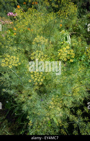 Ein Wald von Dill wächst in einer Gemeinschaft Garten im Stadtteil Chelsea in New York auf Montag, 20. Juli 2015. (© Richard B. Levine) Stockfoto