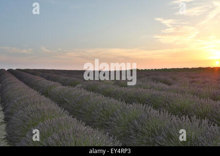 Sonnenuntergang und Nacht im Lavendelfeld in der Provence, Frankreich Stockfoto