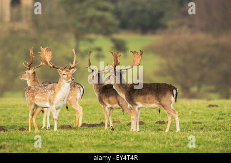 Herde von Park Hirsch mit Geweih. Stockfoto