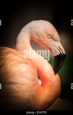 Schöne rosa Karibik Flamingo (Phoenicopterus Ruber Ruber) Stockfoto