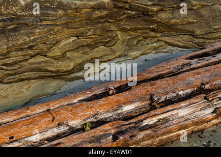 Abstraktes Bild von Treibholz gewaschen gegen Sedimentgestein Regal auf einen Strand of Protection Island, Britisch-Kolumbien, Kanada Stockfoto