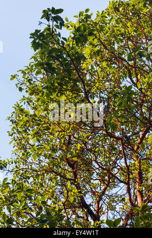 Arbutus-Baum in voller Blätter wachsen an der Ostküste von Schutz-Insel, Britisch-Kolumbien, Kanada Stockfoto