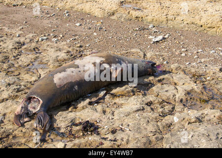 Toten Abdichtung an Filey Brigg filey North Yorkshire UK Stockfoto