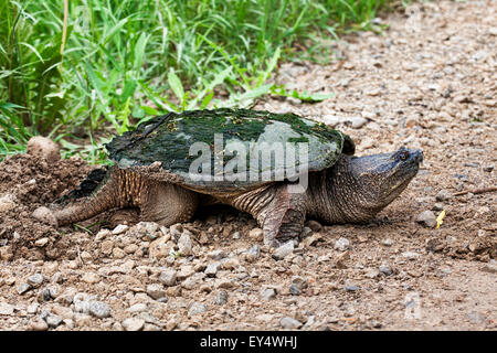 Schnappschildkröte, Chelydra Serpentina, Eiablage vom Straßenrand Stockfoto