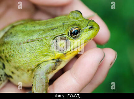 Green Frog in der hand Stockfoto