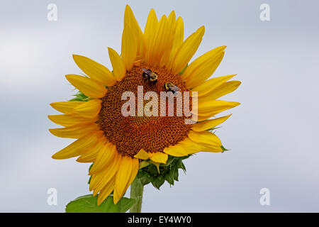 Zwei Bienen auf Sonnenblume Stockfoto