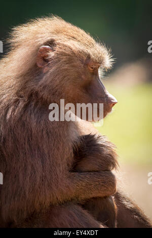 Hamadryas Pavian (Papio Hamadryas) afrikanische Primaten Stockfoto