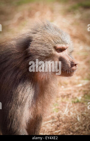 Hamadryas Pavian (Papio Hamadryas) afrikanische Primaten Stockfoto