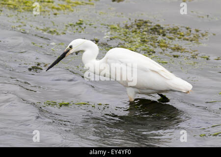 Seidenreiher (Egretta Garzetta) auf der Suche nach Fisch Stockfoto
