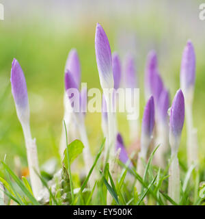 Knospen Frühling Krokus (Crocus Vernus), Vereinigtes Königreich. Stockfoto