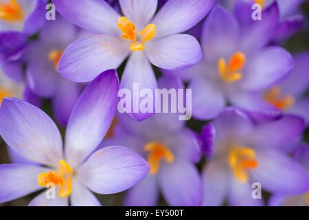 Frühling Krokusse / Croci (Crocus Vernus), Vereinigtes Königreich. Stockfoto