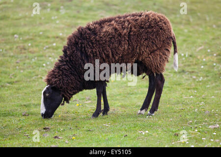 Zwartbles-Schafe (Ovis Aries). Heimischen Rasse. Seltene Rasse, mit Ursprung aus den Niederlanden. Doppelten Zweck. Iona. Inneren Hebriden. Stockfoto