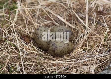 Gemeinsamen Gull (Larus Canus). Nest und Eier. Juni. Iona. Inneren Hebriden. Westküste Schottlands. Stockfoto