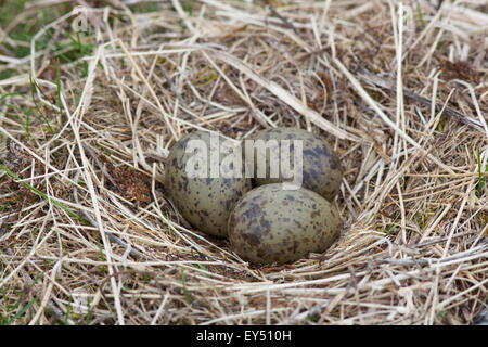 Gemeinsamen Gull (Larus Canus). Nest und Eier. Juni. Iona. Inneren Hebriden. Westküste Schottlands. Stockfoto