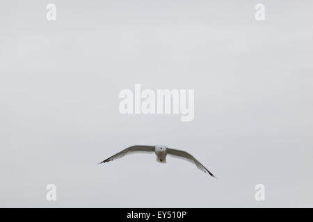 Gemeinsamen Gull (Larus Canus).  Juni. Iona. Inneren Hebriden. Westküste Schottlands. Stockfoto