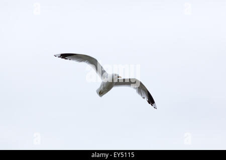 Gemeinsamen Gull (Larus Canus).  Juni. Iona. Inneren Hebriden. Westküste Schottlands. Stockfoto