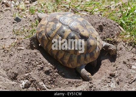 Hermanns Schildkröte (Testudo Hermanni). Weibchen eine explorative Nest Loch. Rechten Fuß Boden Aushöhlung. Stockfoto