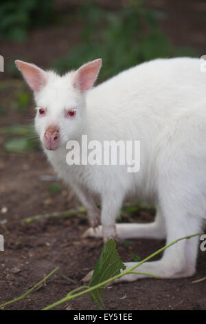 Weiß, Albino, Form von einem Bennet oder Red-necked Wallaby (Macropus Rufogriseus). Voraussichtlich nicht überleben in der Wildnis von Australien. Stockfoto