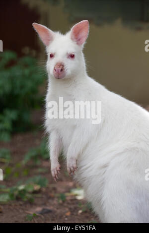 Weiß, Albino, Form von einem Bennet oder Red-necked Wallaby (Macropus Rufogriseus). Voraussichtlich nicht überleben in der Wildnis von Australien. Stockfoto