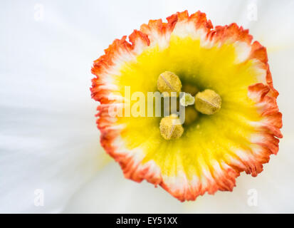 Extreme Nahaufnahme der weißen Narzisse (Narcissus) mit orange und gelb Centre, Vereinigtes Königreich. Stockfoto