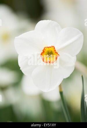 Nahaufnahme der weißen Narzisse (Narcissus) mit Orangen und gelben Zentrum, Vereinigtes Königreich. Stockfoto