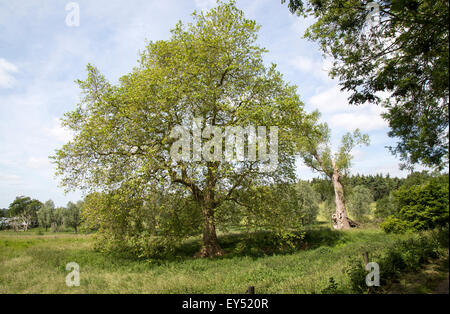 London-Platane wächst im Sommer Feld, Sutton, Suffolk, England, UK Stockfoto