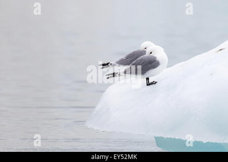 Zwei schwarz-legged Dreizehenmöwen (Rissa Tridactyla) stehend auf einem Eisberg in Ruhestellung, Spitzbergen, Norwegen Stockfoto