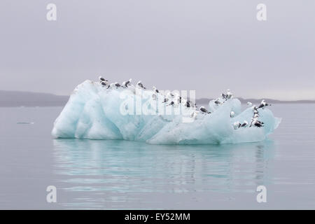 Gruppe von Schwarz-legged Dreizehenmöwen (Rissa Tridactyla) auf einem Eisberg, Spitzbergen, Norwegen Stockfoto