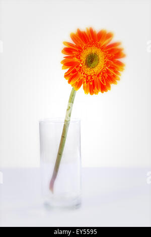 Gerbera jamesonii Stockfoto