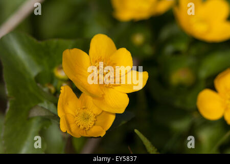 Marsh-Marigold oder Sumpfdotterblumen (Caltha Palustris). Wächst in feuchten Feldecken auf Iona, Inneren Hebriden, Schottland. Stockfoto