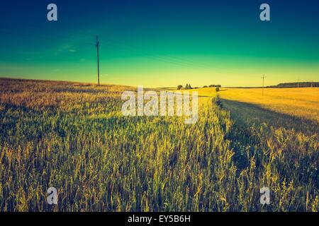 Vintage Foto vom Sonnenuntergang über Mais-Feld im Sommer. Schöne angebauten Mais Ohren im Sommer Feld bei Sonnenuntergang. Stockfoto