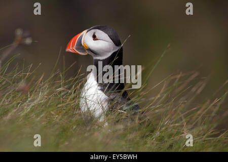 Papageitaucher (Fratercula Arctica). Zucht-Gefieder. Eine Verschachtelung Loch hinunter gehen; verdeckt. Juni. Staffa. Innere Hebrides.SCOTLAND Stockfoto