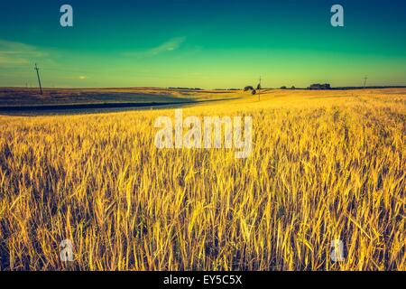 Vintage Foto vom Sonnenuntergang über Mais-Feld im Sommer. Schöne angebauten Mais Ohren im Sommer Feld bei Sonnenuntergang. Stockfoto