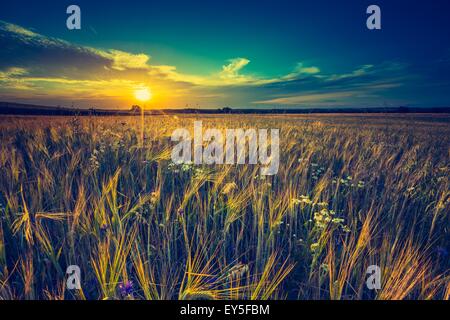 Vintage Foto vom Sonnenuntergang über Mais-Feld im Sommer. Schöne angebauten Mais Ohren im Sommer Feld bei Sonnenuntergang. Stockfoto