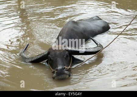 Wasserbüffel (Bubalus beispielsweise), Mekong Delta, Vietnam Stockfoto