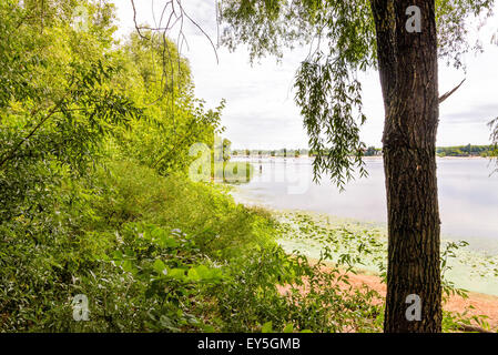 Weiden, Typha Latifolia und Teichrosen Lutea in den Dnepr in Kiew bei bewölktem Himmel wachsen Stockfoto