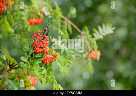 Detail von roten Früchten von Rowan (Sorbus) auf dem Ast Stockfoto