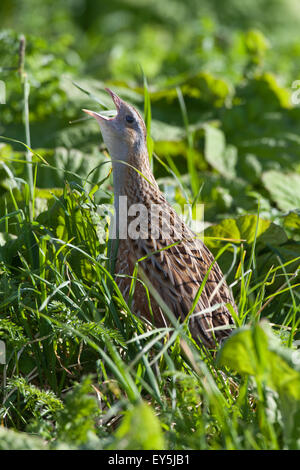 Wachtelkönig (Crex Crex).  Berufung von Vegetation.  Iona. Westküste Schottlands. Mai. Stockfoto